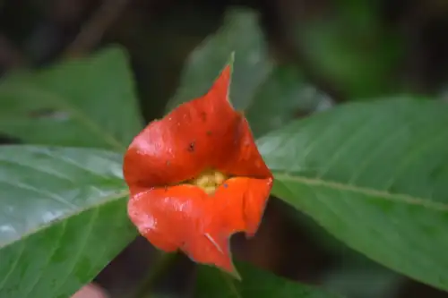 Sore Mouth Bush